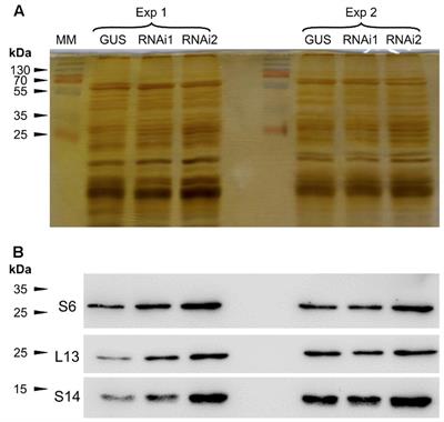 The Arabidopsis TOR Kinase Specifically Regulates the Expression of Nuclear Genes Coding for Plastidic Ribosomal Proteins and the Phosphorylation of the Cytosolic Ribosomal Protein S6